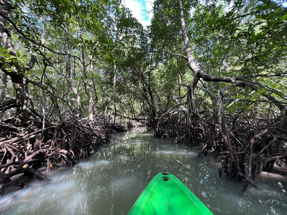 Blue carbon projects conserve and restore coastal and marine ecosystems such as mangroves and seagrasses.