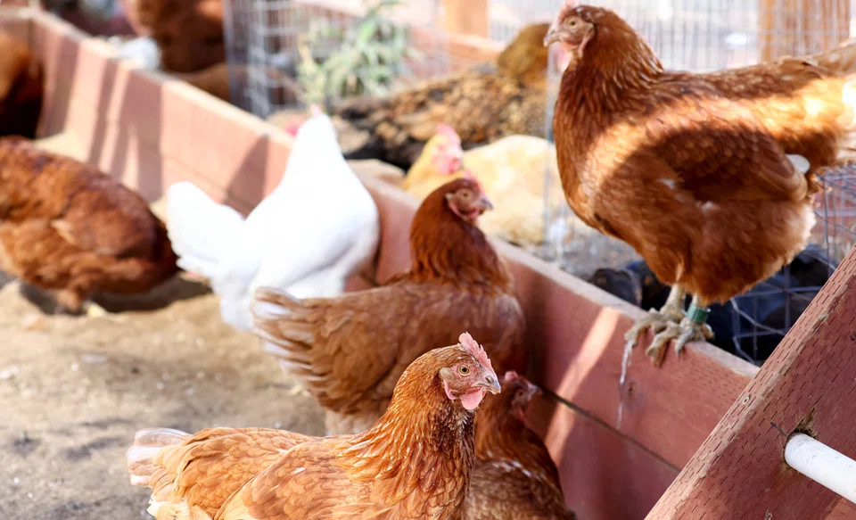 The “high” risk level, which was previously set at “moderate”, implies that all poultry should be kept inside on farms and additional security measures taken, including for hunting, to avoid a spread of the disease.