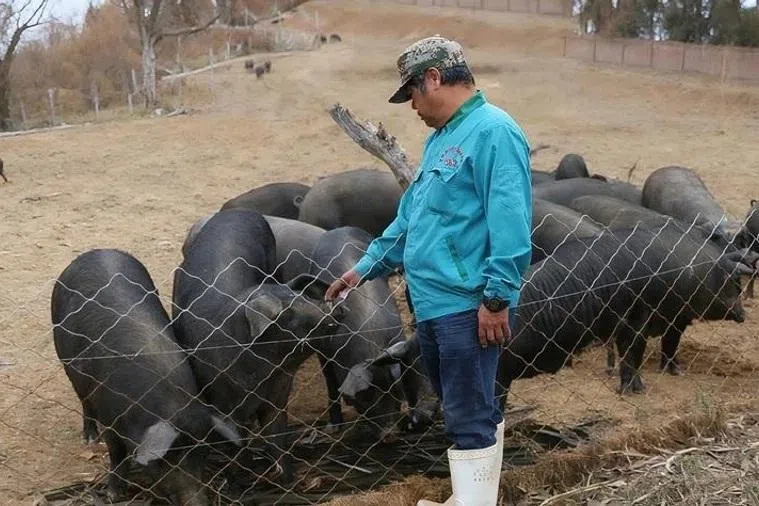 Ang Eng Guan has been running a pig farming business in Shandong’s Weifang for over 30 years.