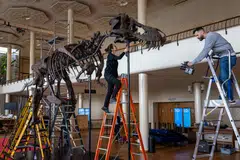 The 3.9-metre skeleton has been mounted on a red carpet and under crystal chandeliers in a Zurich concert hall, where it will be on public display before going under the hammer on April 18.