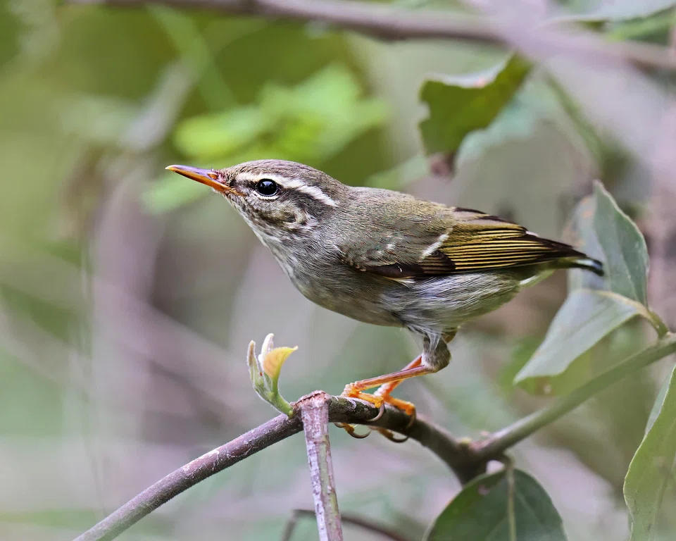 With visitors like the Arctic warbler, Singapore isn't just an aviation hub but an avian one too.