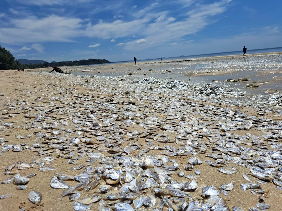 Thon Thamrongnawasawat, deputy dean of the Faculty of Fisheries at Kasetsart University, attributes the fish deaths to the bloom – a natural occurrence that lowers oxygen levels in the water and causes fish to suffocate.