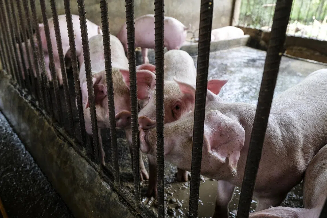 For pig producers, “emerging markets are significantly less vulnerable, given the stable domestic demand for pork and delayed implementation of climate policies,” Fitch said.