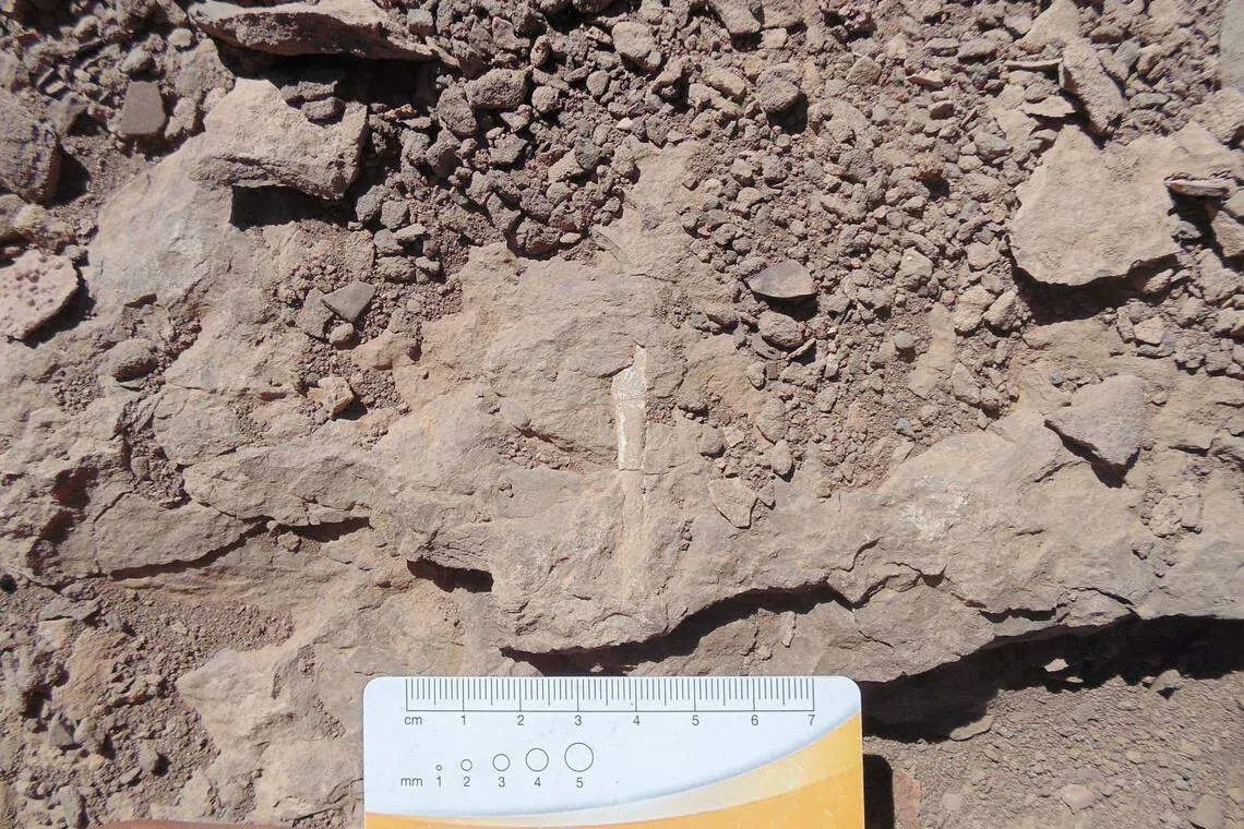 Scientists discover ancient cemetery of flying reptiles in Chile's Atacama desert