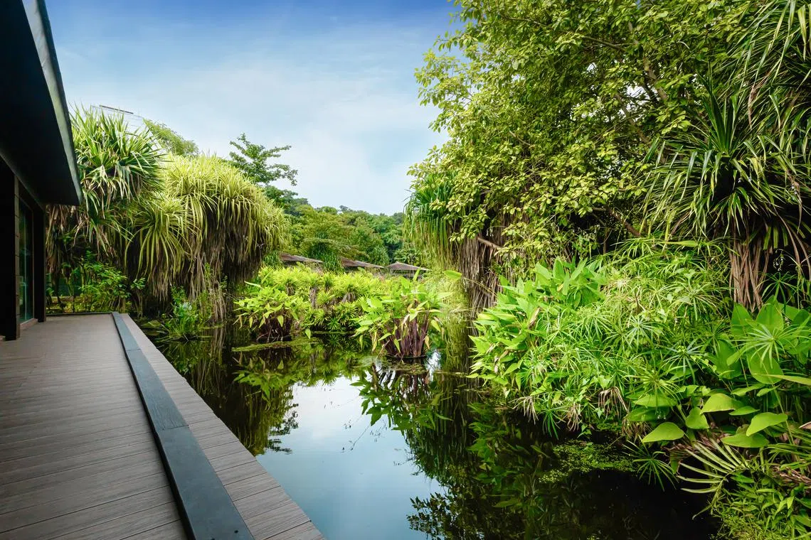 Equarius Hotel’s eco-pond is one of six water catchment areas in the resort and is a designated biodiversity reserve.