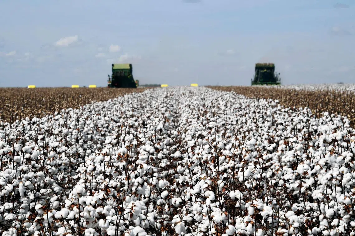 A combine harvests cotton in a Pamplona farm in Cristalina, Goias State, Central-West Brazil,  July 2022. Brazil has made 12 consecutive rate hikes since March 2021. Inflation has eased in recent months, leading the central bank to pause its hiking cycle in September.