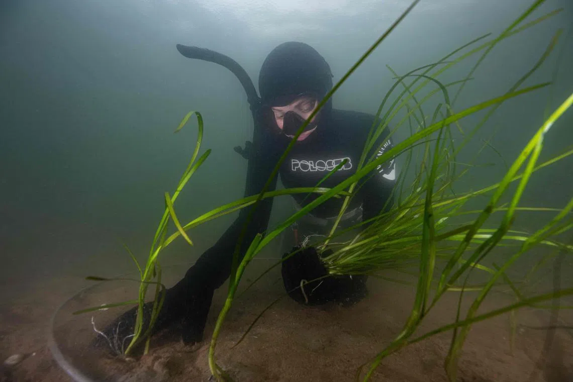 Six hectares of seabed and more than 100,000 eelgrass shoots have been planted on the seabed since the transplants began in 2020.