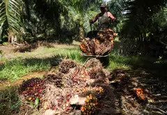 The acquisition target is primarily engaged in the business of oil palm plantation.