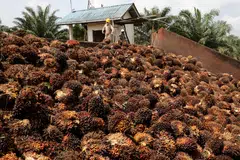 The Malaysian Palm Oil Board (MPOB) reported that exports to China fell 35.7% last year.