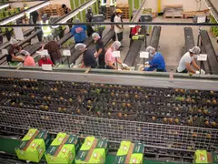 The Bank of New Zealand-Business NZ’s seasonally adjusted Performance of Manufacturing Index (PMI) rose to 48.9 in April from 46.8 the previous month.