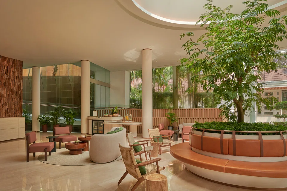 Amara's pithecellobium confertum tree closes its leaves at night to conserve water and helps purify the air.