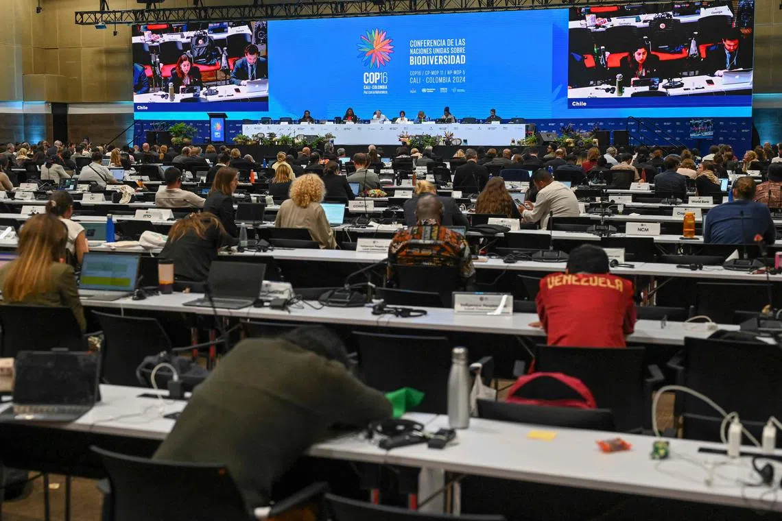 In Cali, setting up a new nature fund was a key demand of developing countries. They see the current fund, the Global Environment Facility’s Global Biodiversity Framework Fund, as dominated by rich countries that control the purse strings.