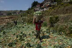 Asean's booming population equates to a higher demand for supplies of safe, nutritious food as well as reliable sources of energy.