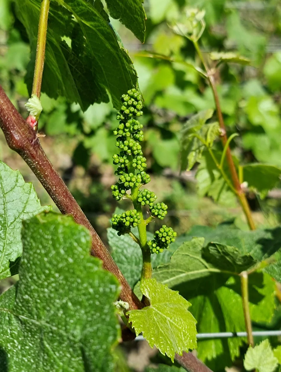 Baby grapes on the vine in May.