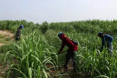 The stronger baht is impacting liquidity and profits, especially for agricultural goods, says the chairman of the Thai National Shippers’ Council.