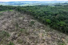ICVCM states that forestry projects under Redd+ – a UN framework created to guide activities in the forest sector that reduces emissions from deforestation and forest degradation – must also conform to the Cancun safeguards.