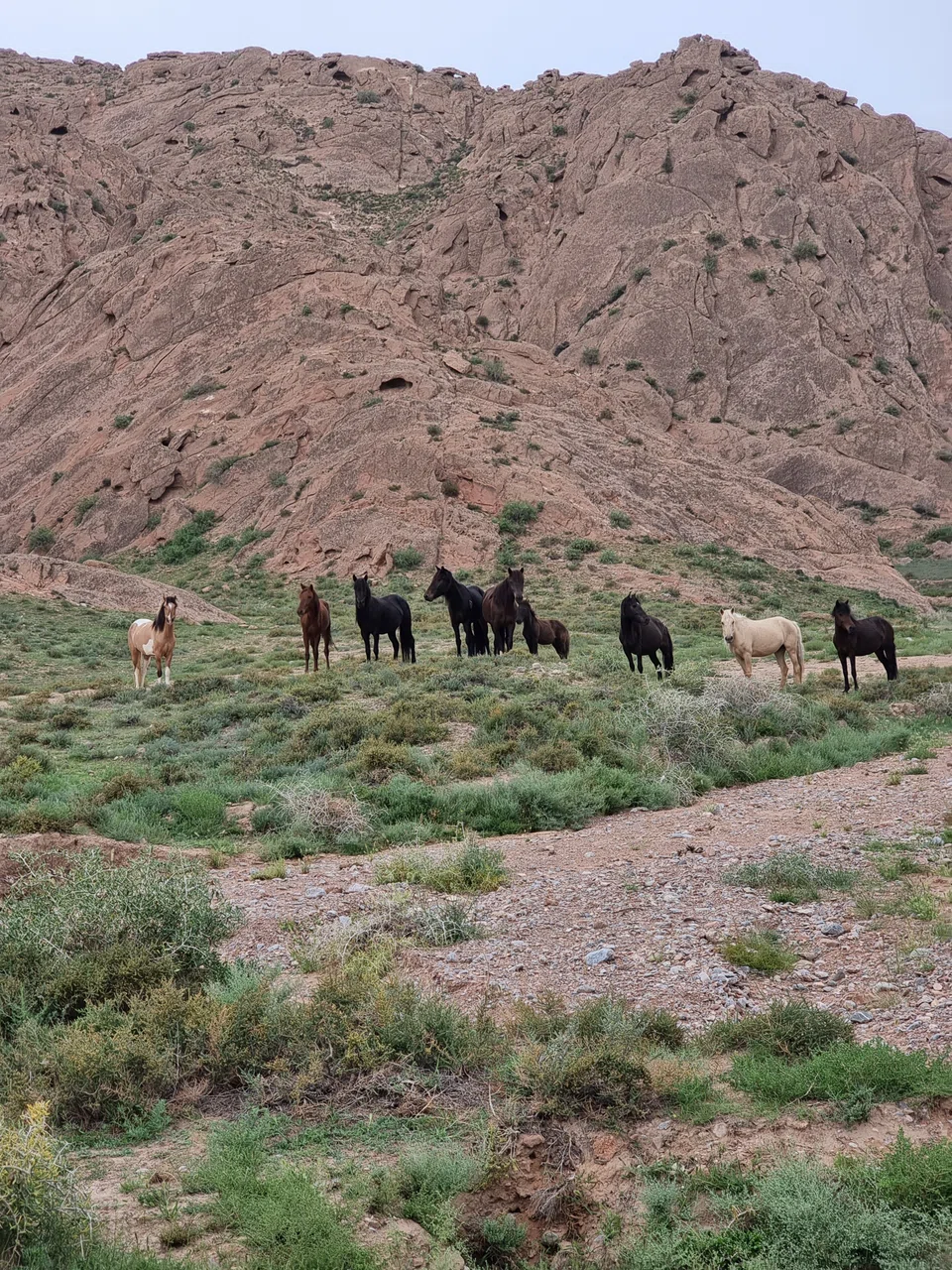 Horses in their natural habitat in Hooke Park.