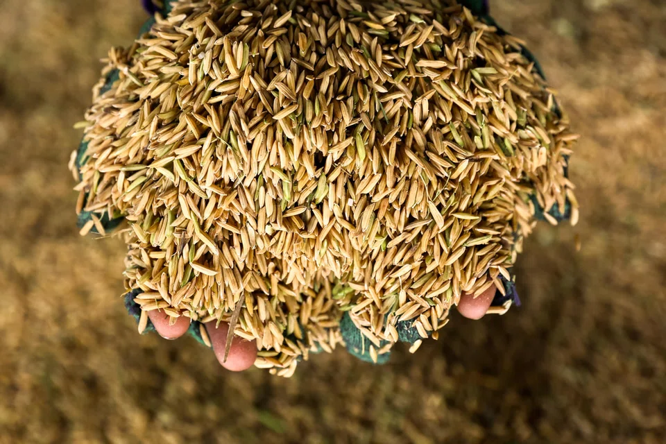 Thailand is the world’s second-largest rice exporter after India. 