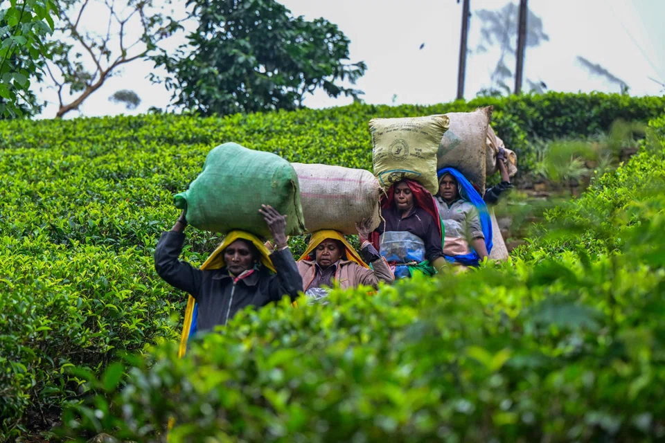 Tea pickers largely voted as a bloc in past polls and the support of the estimated one million people working directly or indirectly in the industry will be critical in the tightly fought Sep 21 polls.