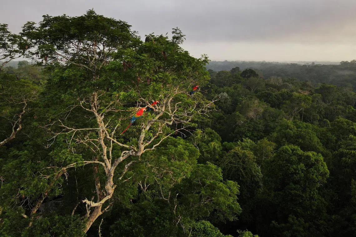 Substantial fossil fuel reserves and vast carbon storage in virgin forests in the Global South mean the potential for increased emissions is huge, and the Amazon has already become a source of carbon emissions.