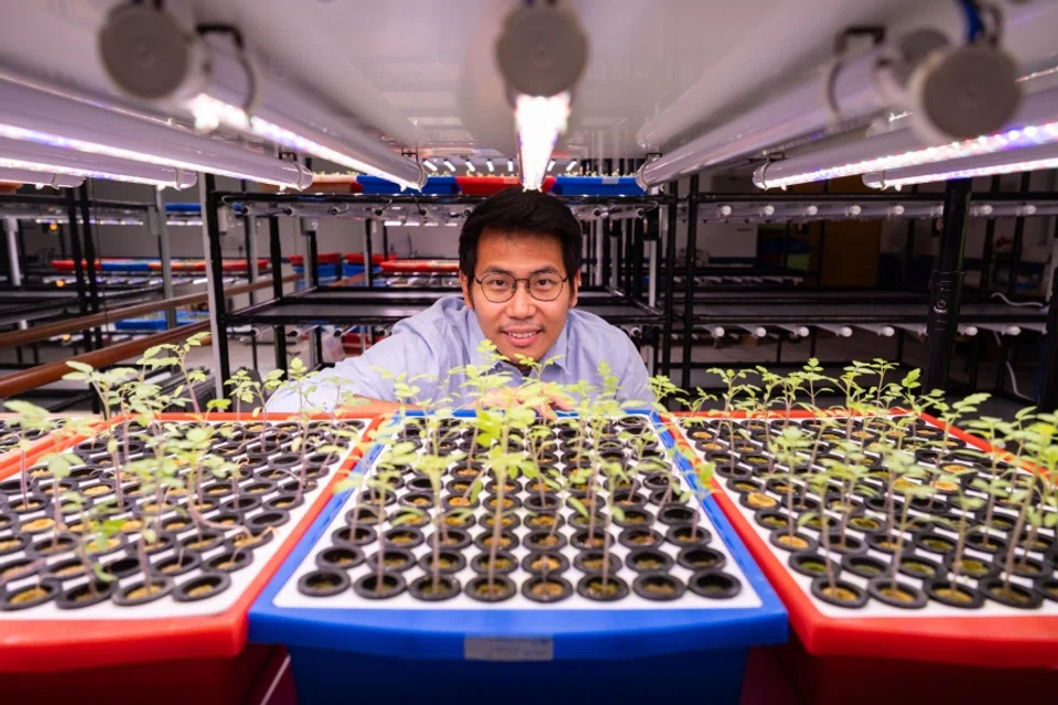 Tomato Town co-Founder Webster Tham, 34, with tomato seedlings in a germination room at Vidacity. 