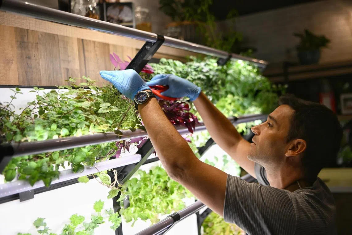 Grow your own : If the right infrastructure is in place, one can grow a surprising amount of produce, reducing reliance on shop-bought. Zero preservatives, zero packaging, zero food miles.