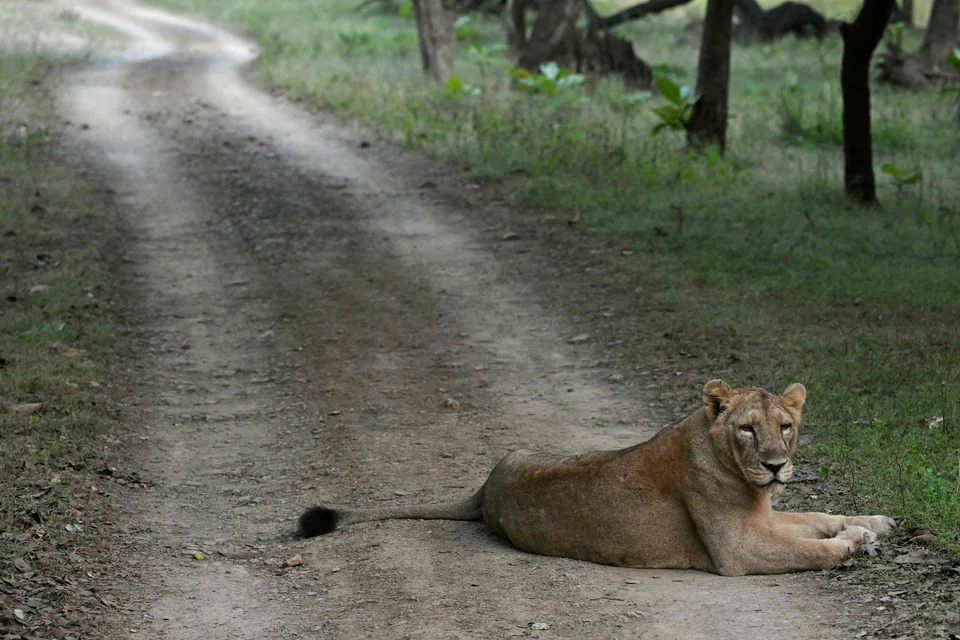 In India's Gir National Park, Asiatic lions reign over a 1,900-sq-km expanse of savannah and acacia and teak forests, their last refuge.