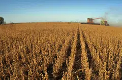 The lack of rainfall poses risks for global crop supplies in a world that has become increasingly dependent on Brazil. 