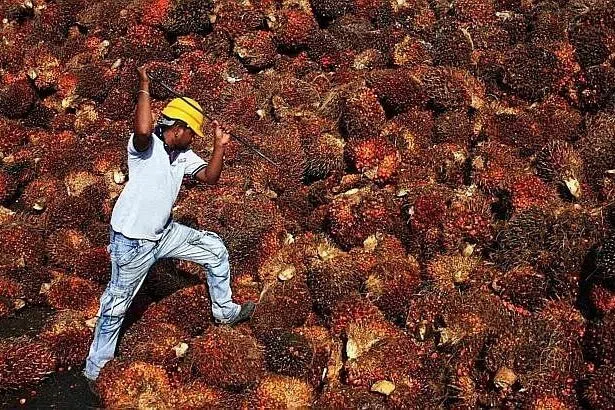 The lower court judges that previously acquitted the palm oil companies, including Wilmar, were arrested on charges of bribery.