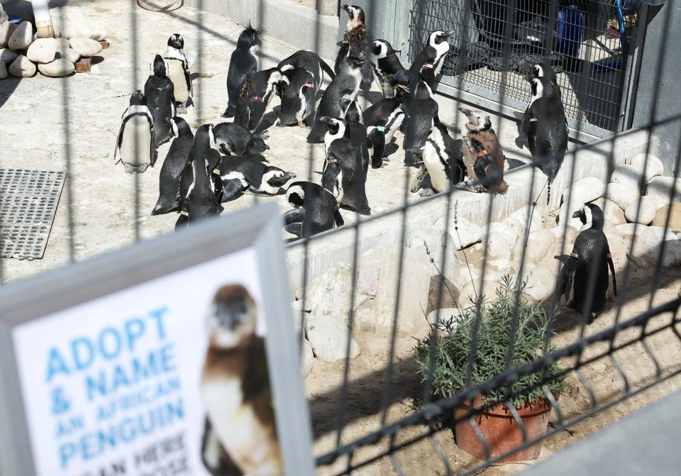 African penguins are seen at the South African Foundation for the Conservation of Coastal Birds rehabilitation centre.