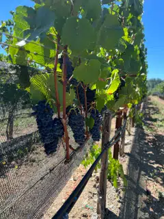 Bunches of Pinot Noir grapes growing on the Williams Selyem Estate, at an elevation of 30 to 40 metres.  The vines are cane-pruned to help with the effects of winter frost in the Russian River Valley AVA, and trained in a six-wire vertical-shoot position (VSP).
