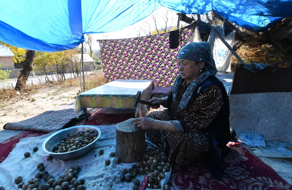 Pensioner Asel Alisheva, 70, cracks walnuts in a roadside tent in Arslanbob, Kyrgyzstan.