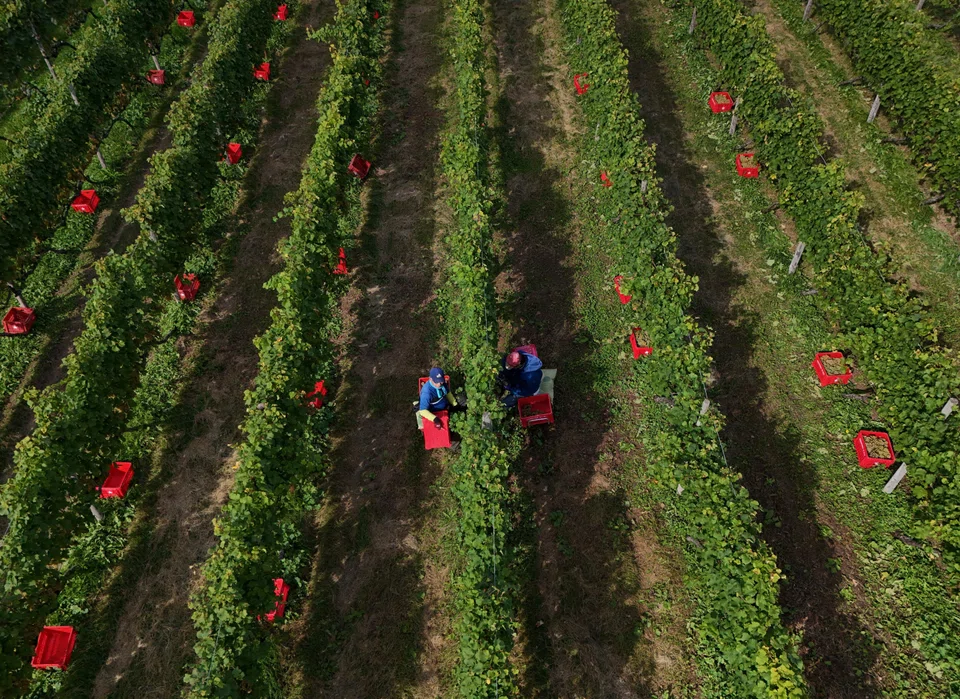 Family members of Yuichi Hirotsu harvesting Kerner grapes at their Hirotsu Vineyard.