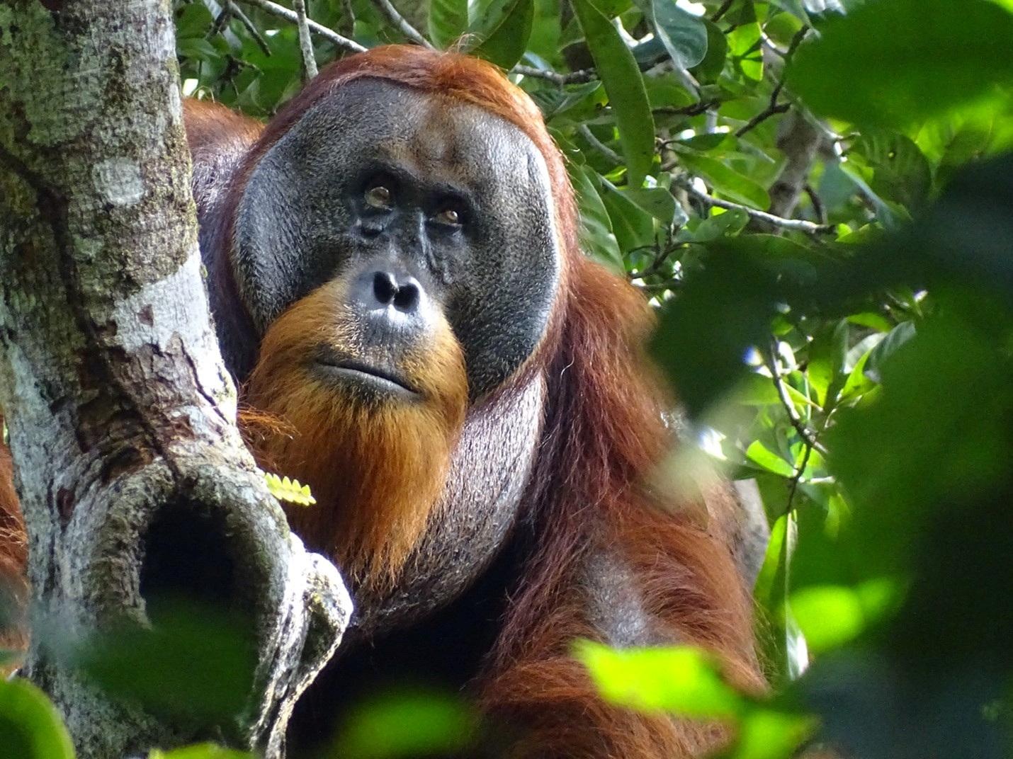 马来西亚着眼于与进口棕榈油的国家开展“猩猩外交”