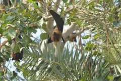 Scientists have long warned that climate change, farming expansion, and urbanisation are bringing animals and people into closer contact.