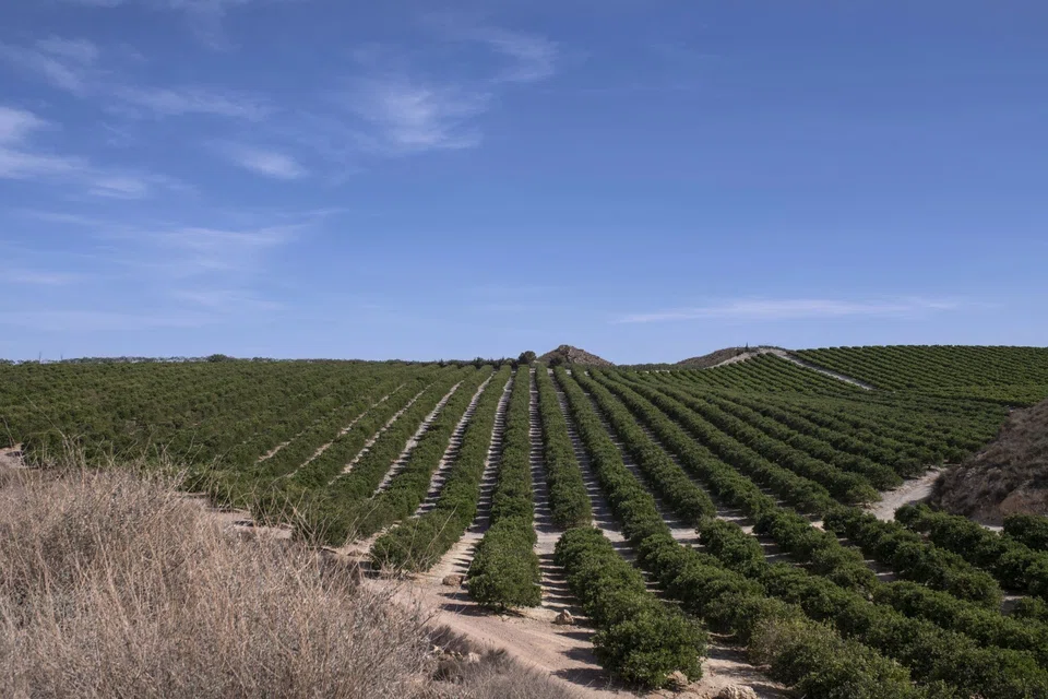 Last year’s drought ravaged the continent’s farms, starving everything from Spanish olive harvests to Hungary’s maize and sunflower crops, Italian and Romanian corn fields to France’s dairy production.