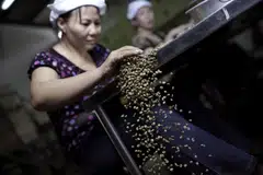 Workers sort through green robusta coffee beans for defects that cannot be removed mechanically, at a processing plant in Ho Chi Minh City, Vietnam.