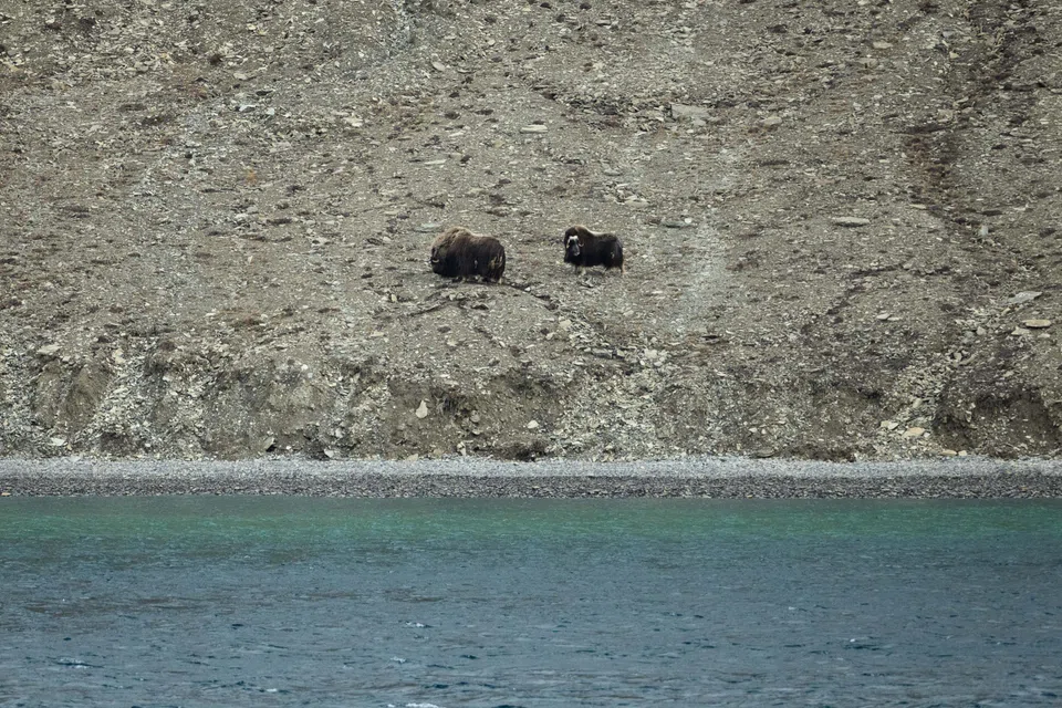 Two musk ox at Radstock Bay.