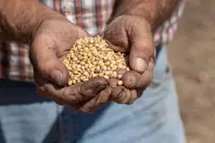 Monday’s US soy purchases were China’s largest since a summit between US President Donald Trump and Chinese President Xi Jinping in South Korea last month. 