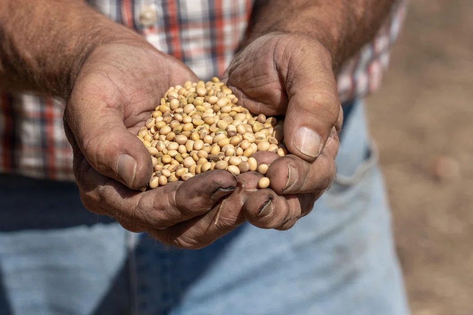 Monday’s US soy purchases were China’s largest since a summit between US President Donald Trump and Chinese President Xi Jinping in South Korea last month. 