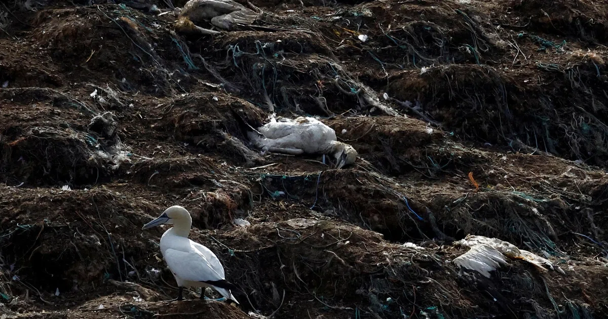 Australia commits A$95 million to protect against looming bird flu ...