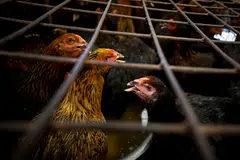 Malaysia lifted the ban partially in mid-June to allow poultry importers in Singapore to resume bringing in live kampung and black chickens.