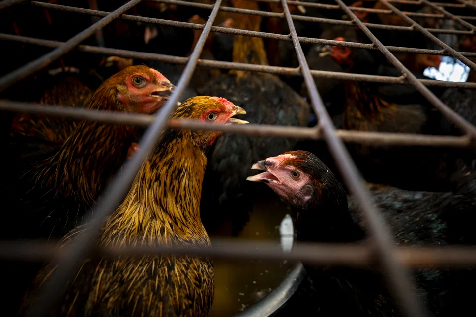 Malaysia lifted the ban partially in mid-June to allow poultry importers in Singapore to resume bringing in live kampung and black chickens.