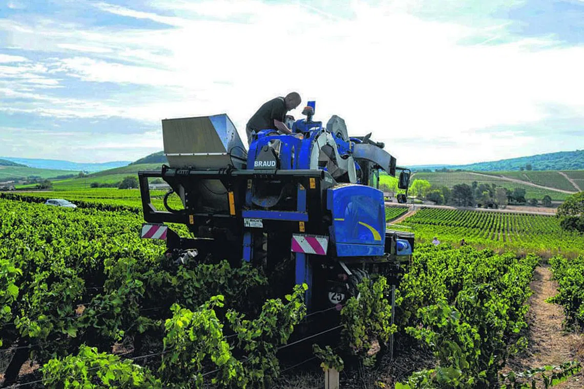 Leveraging the EU-Singapore FTA to export Asian food products