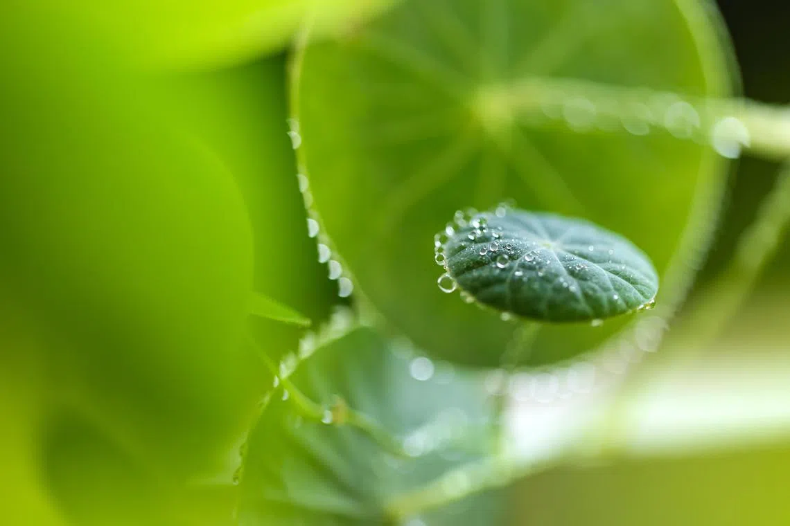 Generic pictures of going green and sustainability. For stories related to renewable energy solutions.