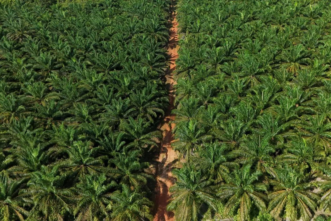 Indonesia, the world’s biggest producer of palm oil, has a total of 16.8 million hectares of palm oil plantations.