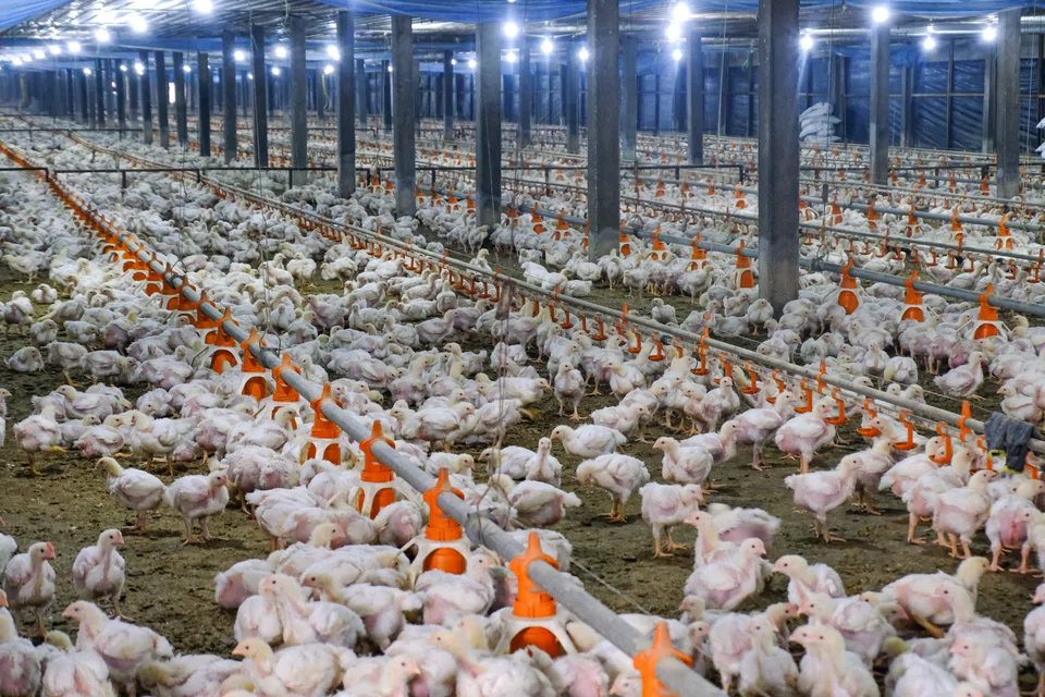 A poultry farm in Sungai Panjang, Selangor; Malaysia may allow the export of chickens again after August 31.