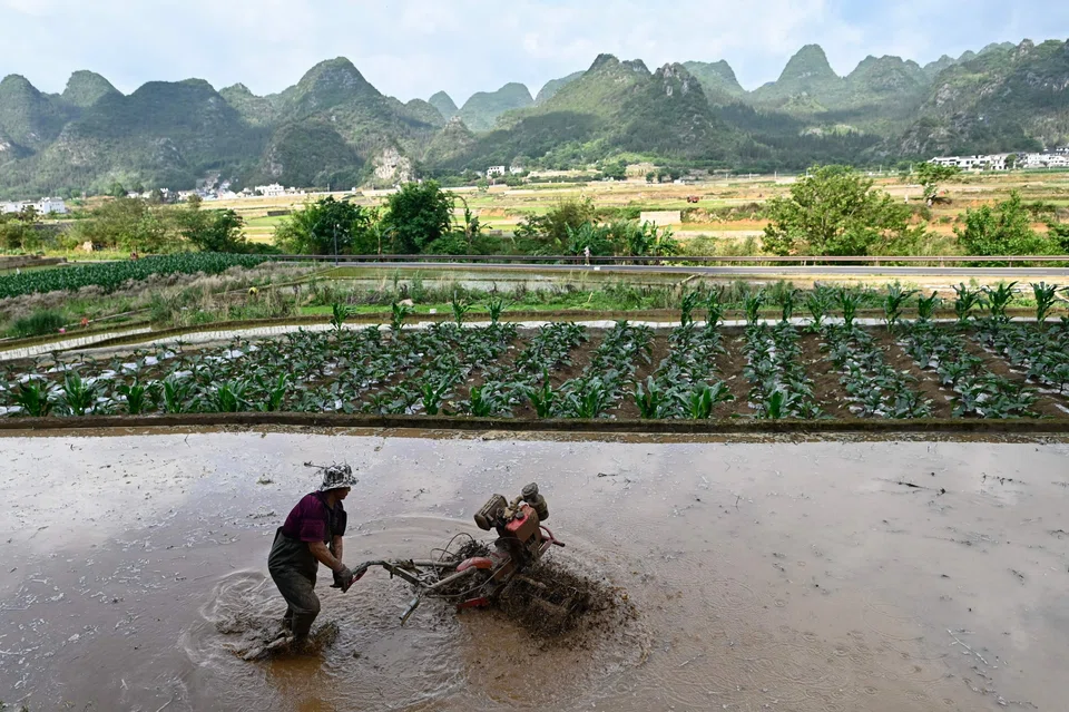 A farmer works in a rice field on the outskirts of Xingyi, China, May 21, 2025. 