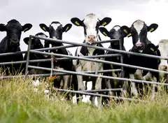 The world’s milk deficit will hit 30 million tonnes by 2030, the International Dairy Federation warned in April.