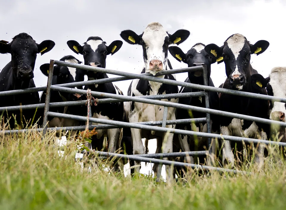 The world’s milk deficit will hit 30 million tonnes by 2030, the International Dairy Federation warned in April.